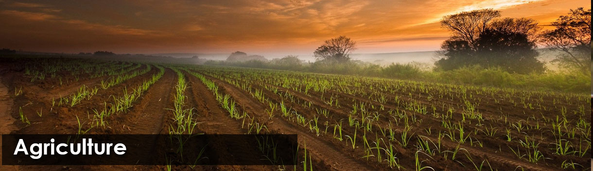 Agriculture